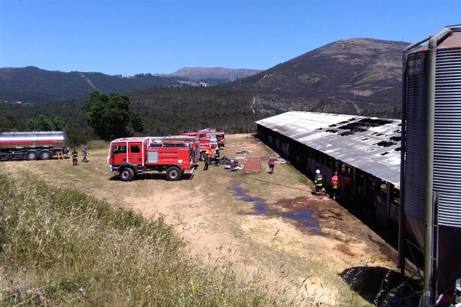 Aviário ficou parcialmente destruído Foto Ana Peixoto Fernandes/jn